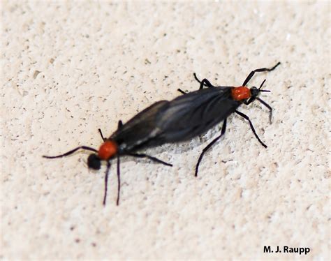 love bugs texas